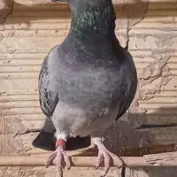 کفتر پرشی مسافتی زینتی|پرنده|قم, بنیاد|دیوار