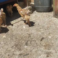 مرغ خروس برهما جوجه|حیوانات مزرعه|اصفهان, ارزنان|دیوار