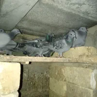 کبوتر برای کشتن