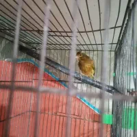 فروش یک جفت قناری|پرنده|کرمان, |دیوار