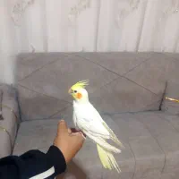 عروس هلندی سخنگوی دستی