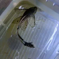 ماهی کوریدوراس و کت فیش