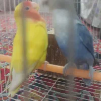 جفت کوتوله جوان مولد|پرنده|مشهد, سجادیه|دیوار