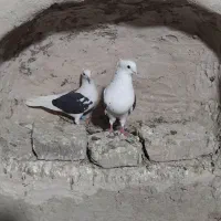 یک جفت پشتی عروسک