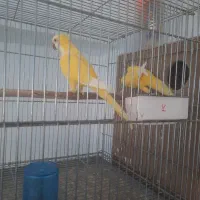 راهب لوتینو کارداده زمانتی|پرنده|میبد, |دیوار