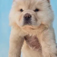 سگ چاوچاو وارداتی و داخلی چوچو|سگ|کرج, باغستان|دیوار