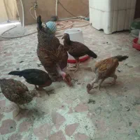 جوجه محلی