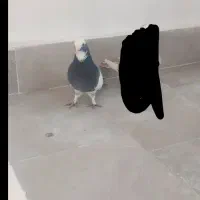 گوالا نر پر قیچی گم کردم