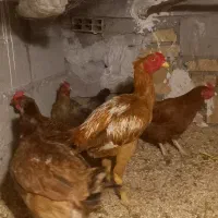 خروس لاری و مرغ محلی|حیوانات مزرعه|محمدشهر, محمدشهر|دیوار