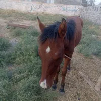 کره اسب مادیون یرقه