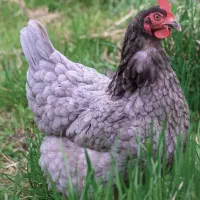 تخم نطفه دار مرغ تخم گذار آیسبار فرانسوی|حیوانات مزرعه|لاهیجان, قیام|دیوار