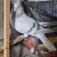 چندتا حیوان هم رنگی هم پرشی|پرنده|قزوین, |دیوار