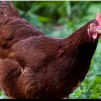 مرغ وخروس|حیوانات مزرعه|شیراز, نصرآباد|دیوار