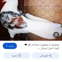 کفتر خشونه گم شده