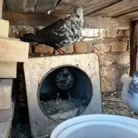 کفتر|پرنده|یزد, |دیوار