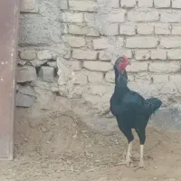 مرغ وخروس لاری