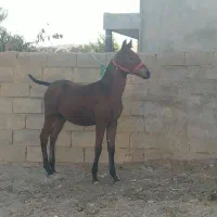 کره مادیان قره کهر پنج ماه نوه سیوان فیضی بوکان