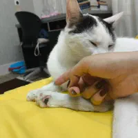 گربه رایگان