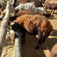 بره قوچ افشار سر سفید|حیوانات مزرعه|ساروق, |دیوار