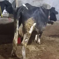 گاوه هولشتان با گوساله بزرگ|حیوانات مزرعه|هشترود, |دیوار