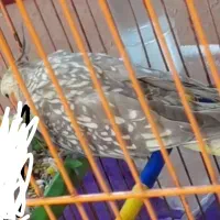 عروس هلندی ماده|پرنده|گرگان, |دیوار