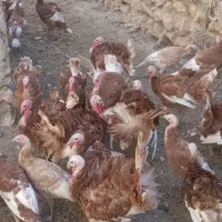 بوقلمون برنزه|حیوانات مزرعه|دیواندره, |دیوار