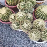 کاکتوس اچینو|گل و گیاه طبیعی|ماهدشت, |دیوار