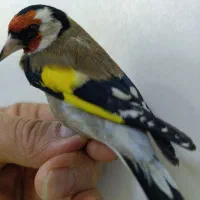 سهرهشهر کرد