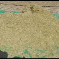 کاه ماش و لوبیا