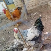 تخم برهما