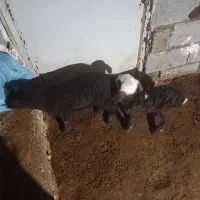 میش و بره|حیوانات مزرعه|رودهن, |دیوار