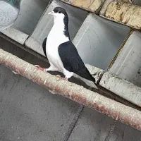 یک جفت دمگیر خوشگل دونسته|پرنده|مبارکه, |دیوار