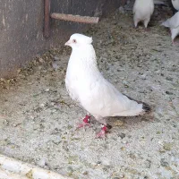 نرو و ماده دم قهوه ای