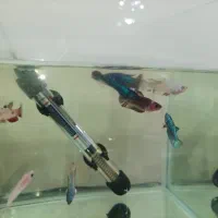 نوزاد ماهی فایتر