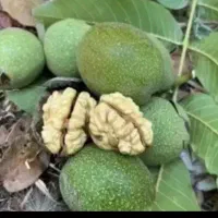 گردو باپوست