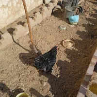 مرغ خروس بوقلمون|حیوانات مزرعه|مشهد, پروین اعتصامی|دیوار