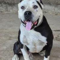 پیتبول تریر|سگ|آق قلا, |دیوار