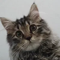 گربه بریتیش ماده|گربه|کرج, عظیمیه|دیوار