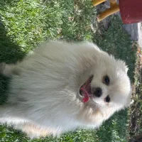 پامرانین سفید نر