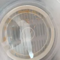 بچه ماهی گوپی