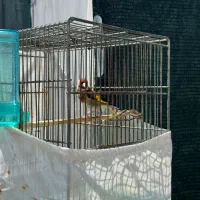 سهره نر و ماده مست آماده جفت