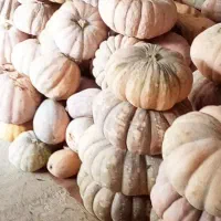 کدو انجیلی بهاره|خوردنی و آشامیدنی|ضیابر, |دیوار