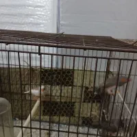 فنچ سالم|پرنده|رشت, سلیمانداراب|دیوار