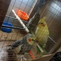 عروس هلندی دونی 800|پرنده|پاکدشت, حصار امیر|دیوار