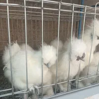 جوجه ابریشمی یک هفته نژاد دار|حیوانات مزرعه|نیشابور, ابراهیم ادهم|دیوار