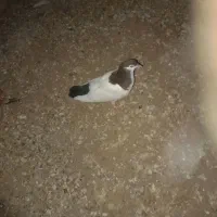جوجه ساده کبوتر