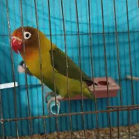 طوطی برزیلی نر اماده الیام