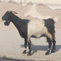 بز حامله و کهره نر