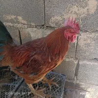 فروش دو عدد خروس بومی