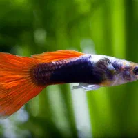 ماهی گوپی گرید  بالا